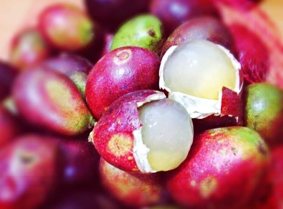 Matoa Rahasia Buah Ajaib untuk Kesehatan Tubuh?