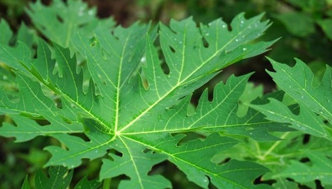 Manfaat Daun Pepaya