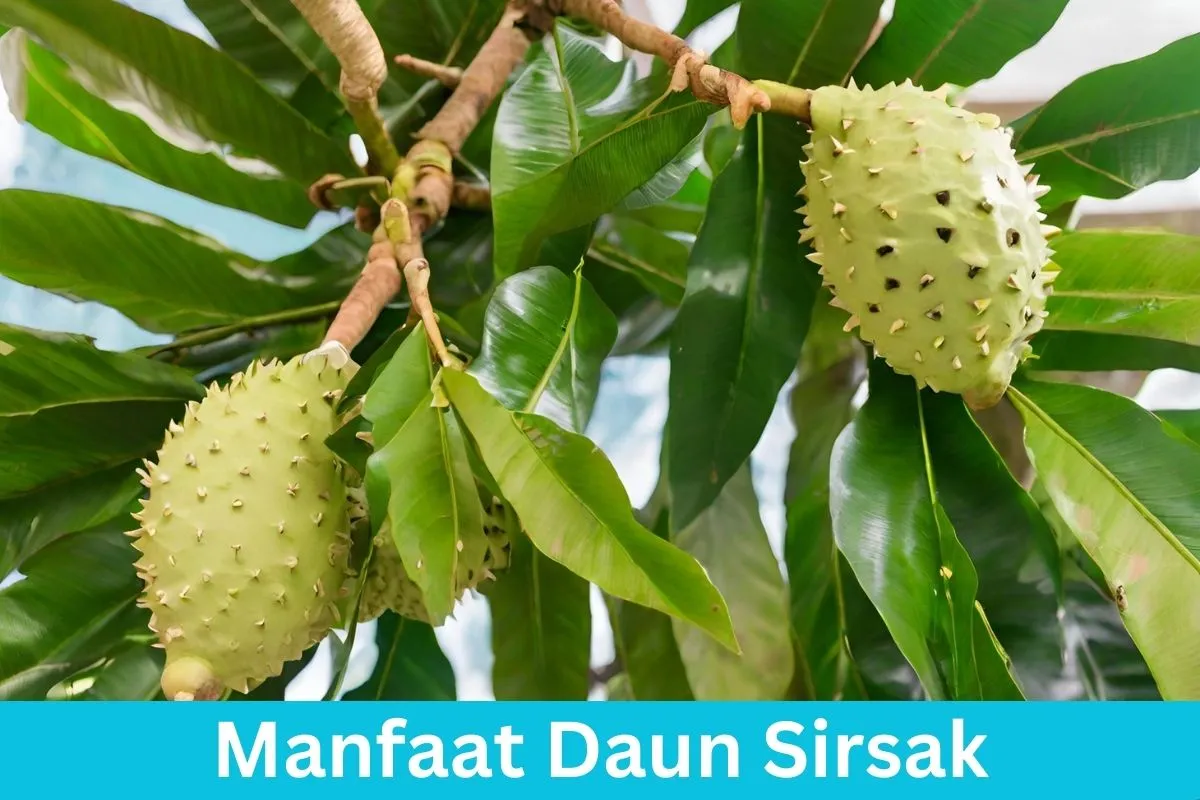 Manfaat Daun Sirsak Rahasia Kesehatan Ajaib yang Tersembunyi?