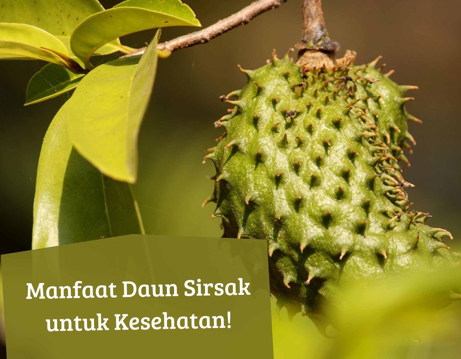 Manfaat Daun Sirsak Obat Ajaib atau Mitos? Ungkap Rahasianya!