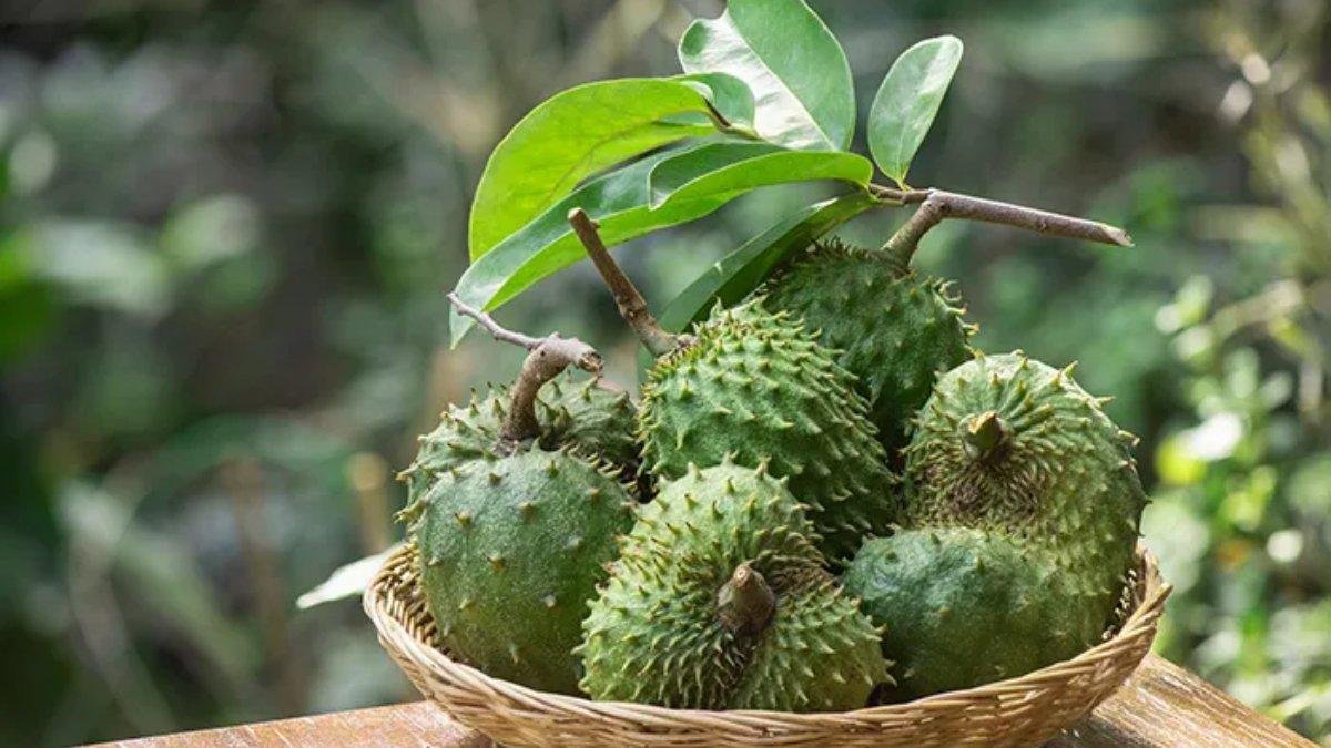 Manfaat Daun Sirsak Untuk Kesehatan