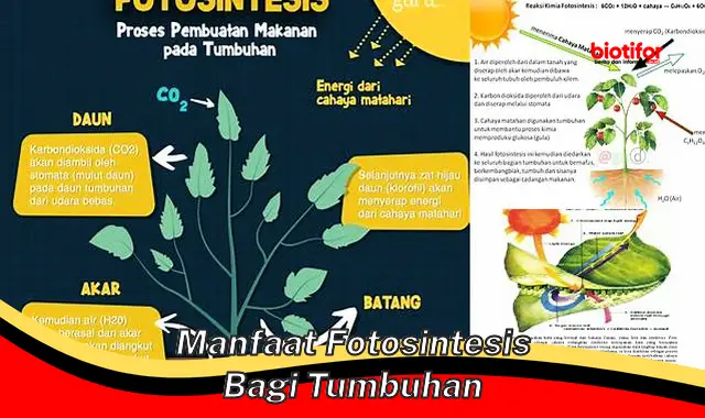 Rahasia Udara Bersih Manfaat Ajaib Fotosintesis!