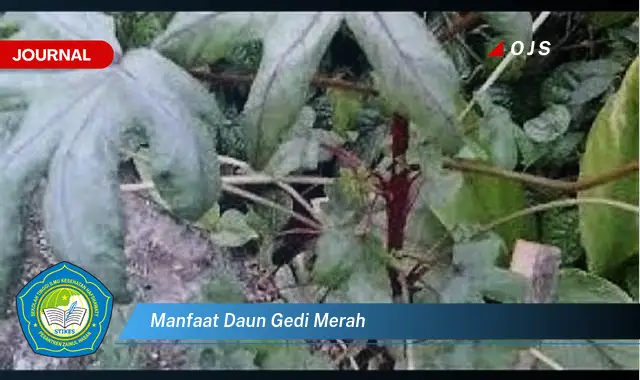 Manfaat Gedi Merah
