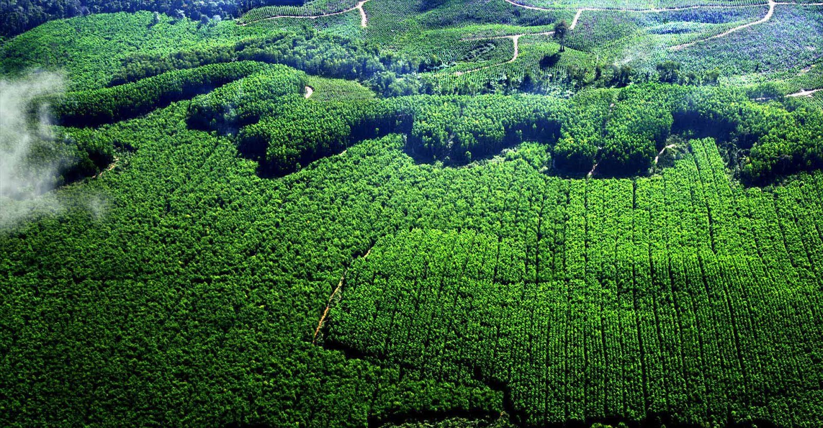 Rahasia Hutan Manfaat Tak Terduga untuk Kesehatan Bumi!