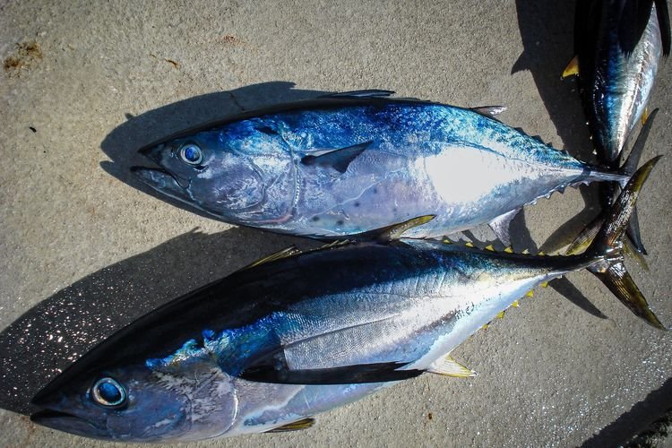 Manfaat Ikan Cakalang