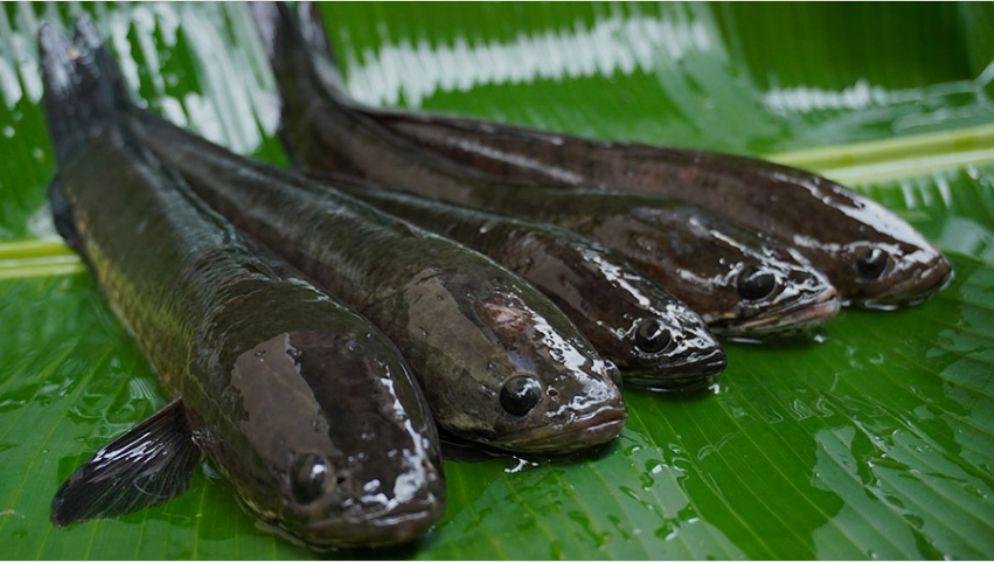 Rahasia Ikan Gabus Manfaat Luar Biasa untuk Kesehatanmu!