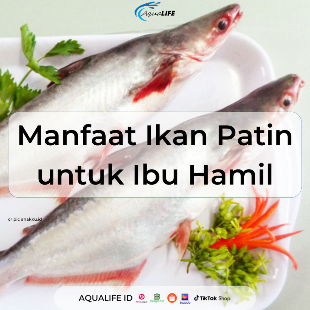 Manfaat Ikan Patin