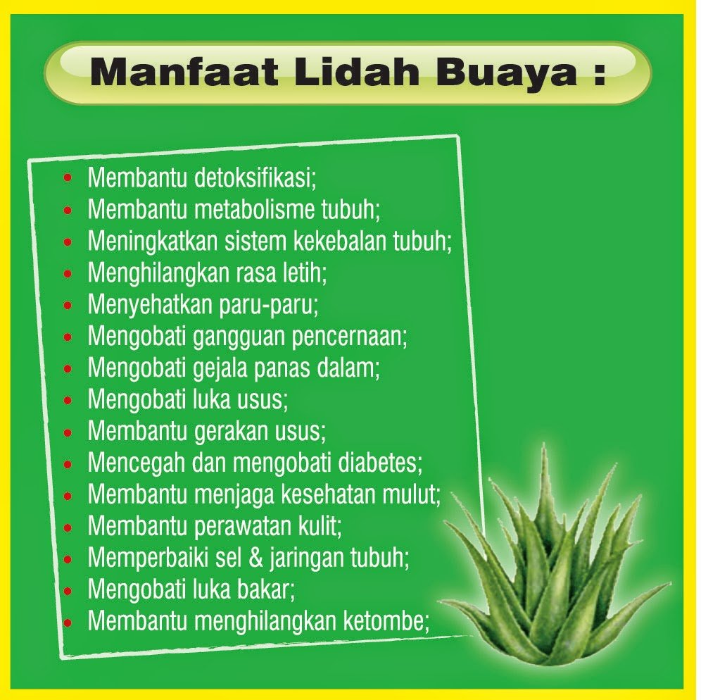 Rahasia Kecantikan Kesehatan Manfaat Ajaib Lidah Buaya!