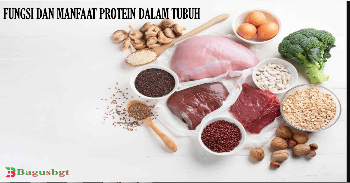 Manfaat Protein