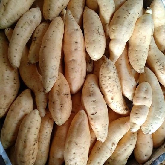 Manfaat Ubi Jalar Kuning