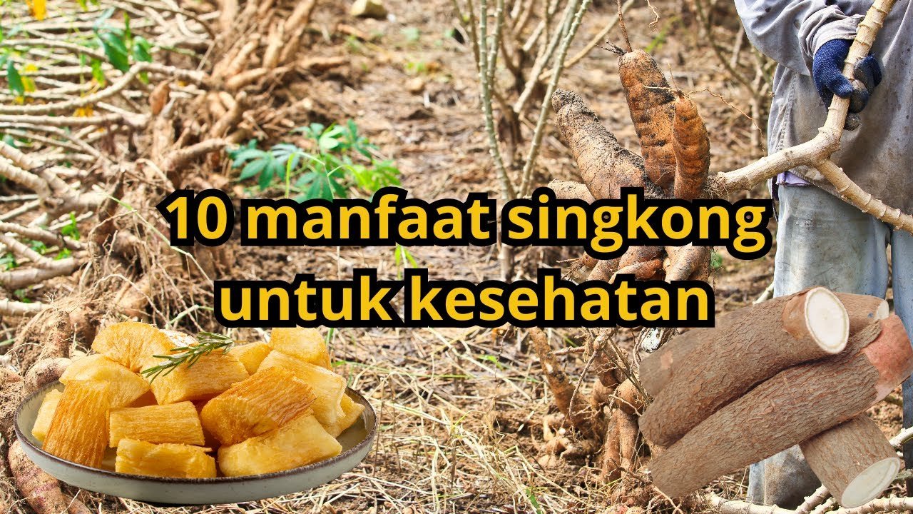 Manfaat Ubi Kayu Rahasia Kesehatan Kecantikan Tersembunyi!
